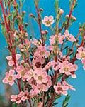 Image of Astartea 'Winter Pink'