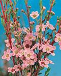 Image of Astartea 'Winter Pink'