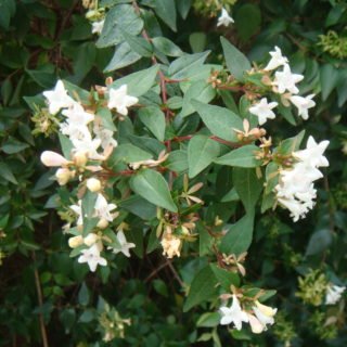 Image of Abelia