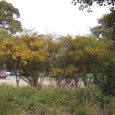 Image of Gold Dust Wattle