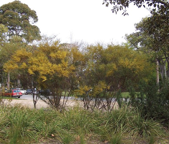 Image of Gold Dust Wattle