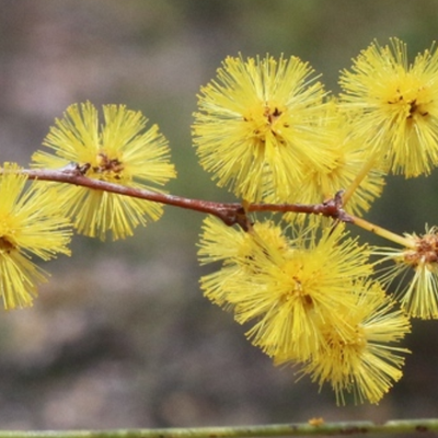 Image of Acacia 