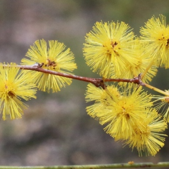 Image of Acacia 