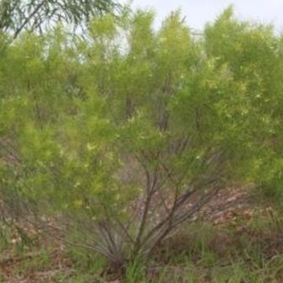 Image of Acacia