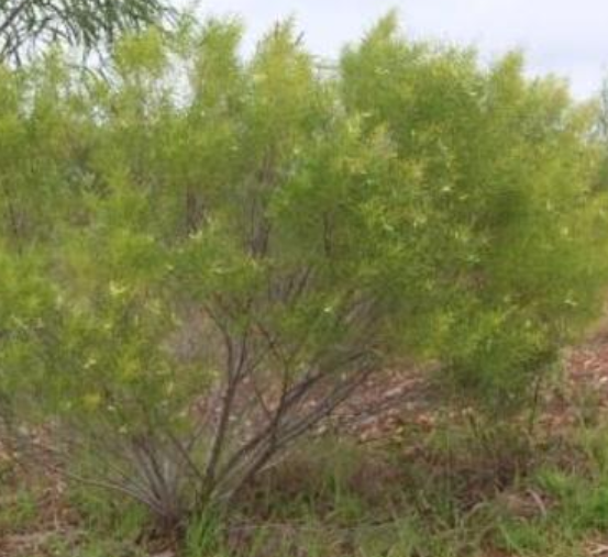 Image of Acacia