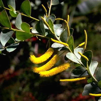 Image of Mountford’s Wattle