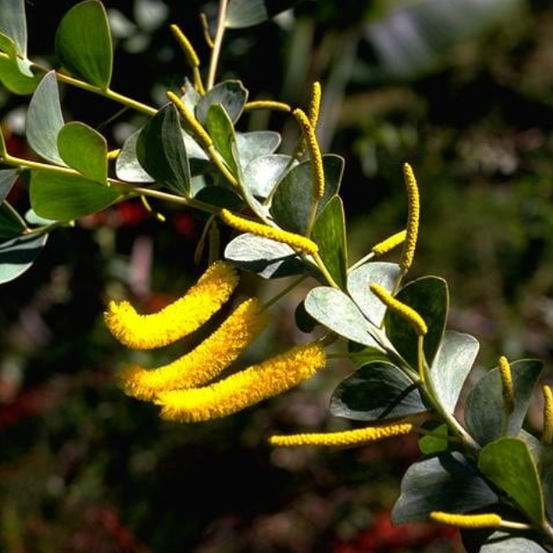 Image of Mountford’s Wattle