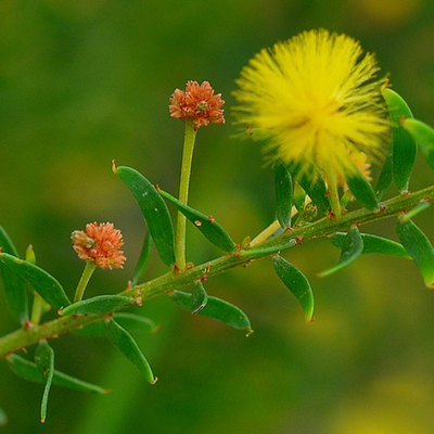 Image of Acacia