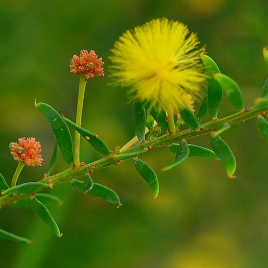 Image of Acacia