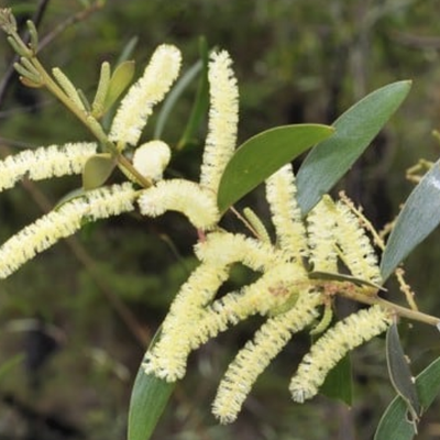 Image of Acacia 