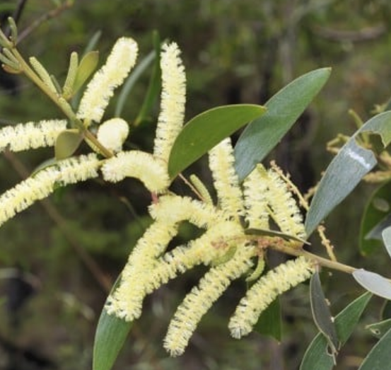 Image of Acacia 