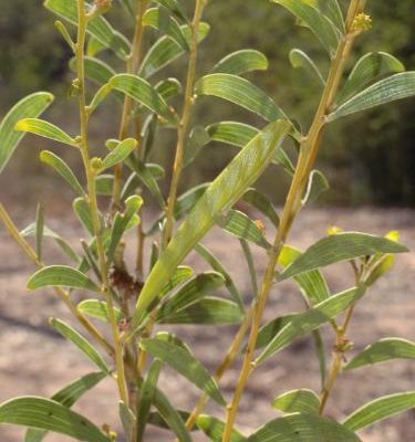 Image of Murganella Wattle
