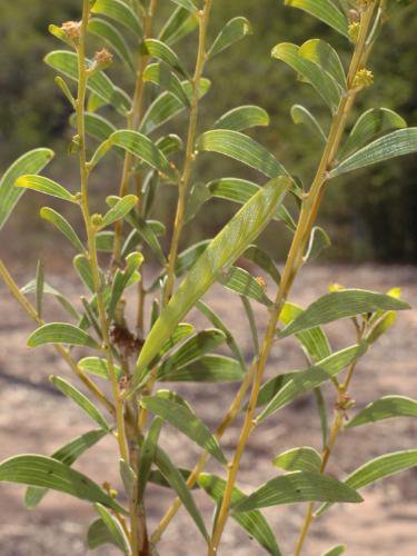 Image of Murganella Wattle