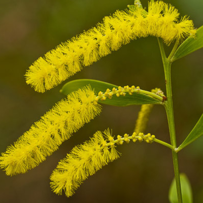 Image of Acacia 