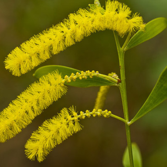 Image of Acacia 