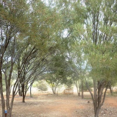 Image of Mulga