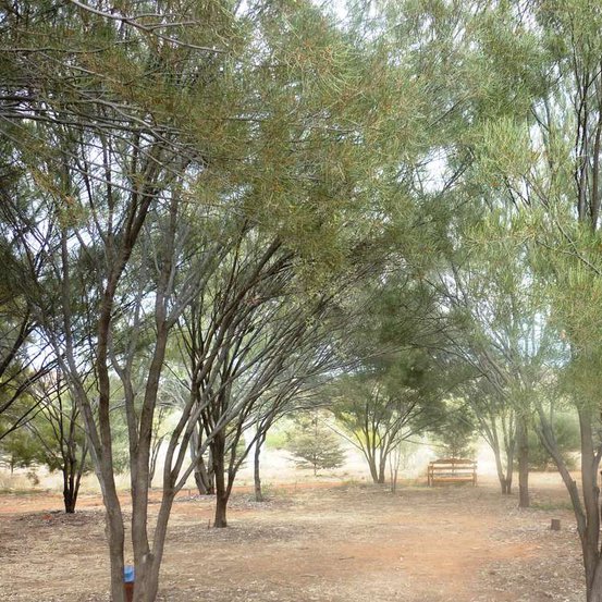 Image of Mulga