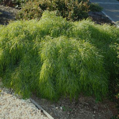 Image of River Wattle