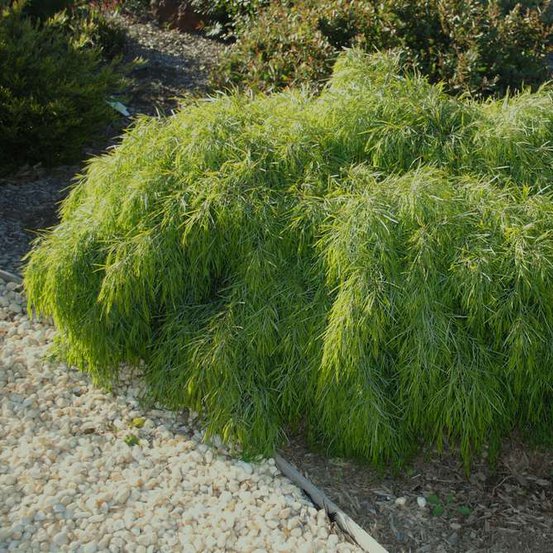 Image of River Wattle