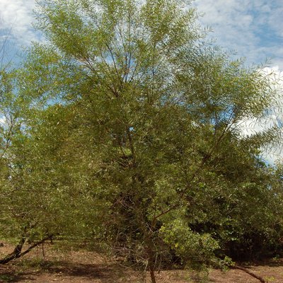 Image of Wattle