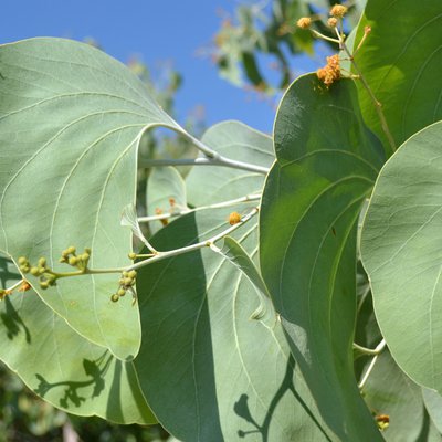Image of Elephant Ear Wattle 