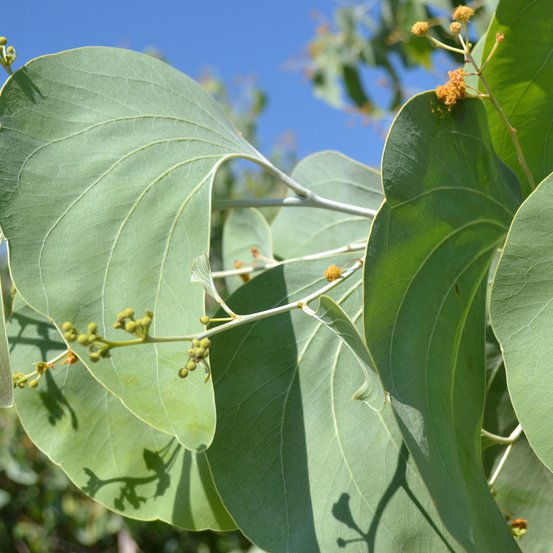 Image of Elephant Ear Wattle 