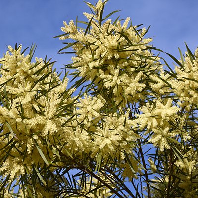 Image of White swallow Wattle