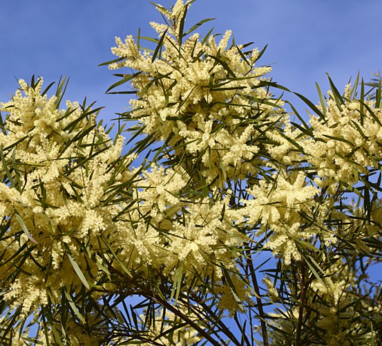 Image of White swallow Wattle
