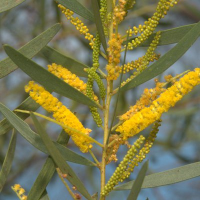 Image of Hammonds Wattle