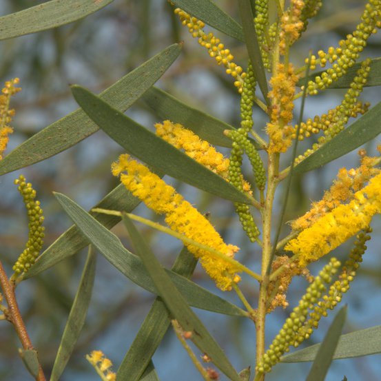 Image of Hammonds Wattle