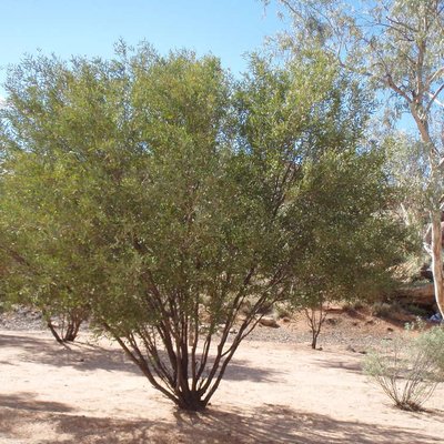 Image of Witchetty Bush