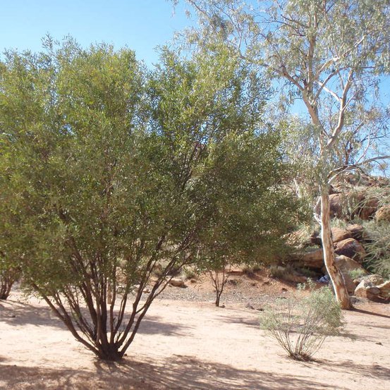 Image of Witchetty Bush