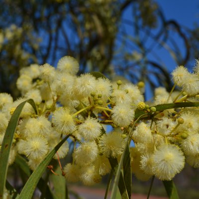 Image of Acacia 
