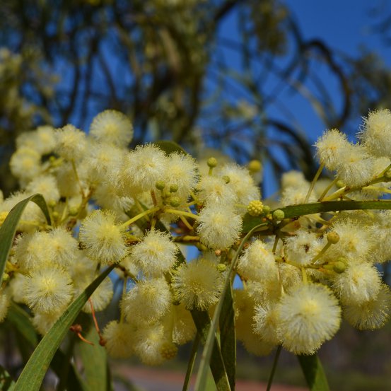 Image of Acacia 