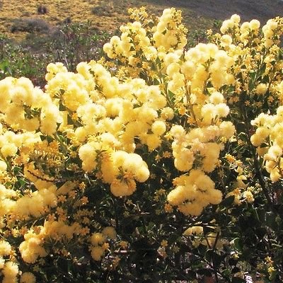 Image of Acacia littorea