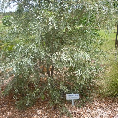 Image of Weeping Myall