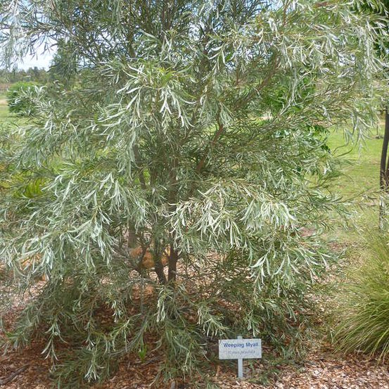Image of Weeping Myall