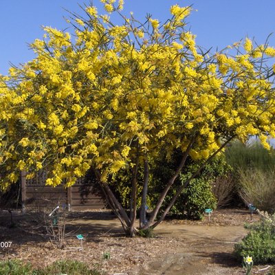Image of Ovens Wattle