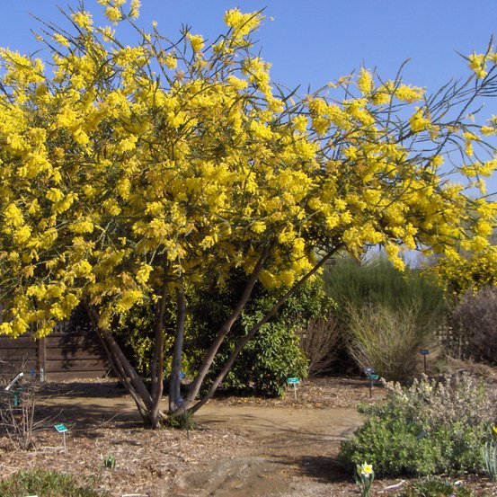 Image of Ovens Wattle