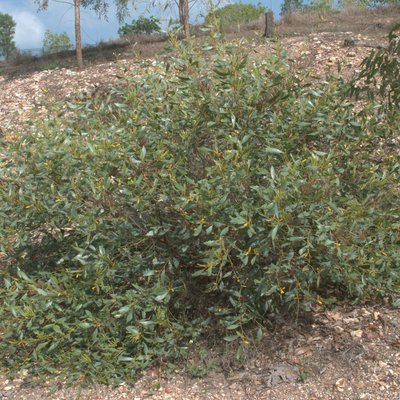 Image of Wattle