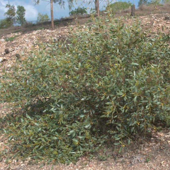 Image of Wattle