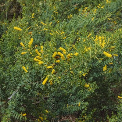 Image of Wickham’s Wattle 