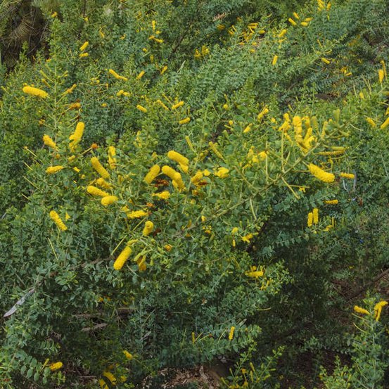 Image of Wickham’s Wattle 