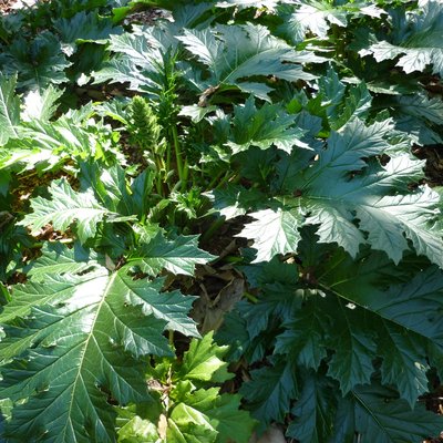 Image of Bear's Breeches or Oyster Plant