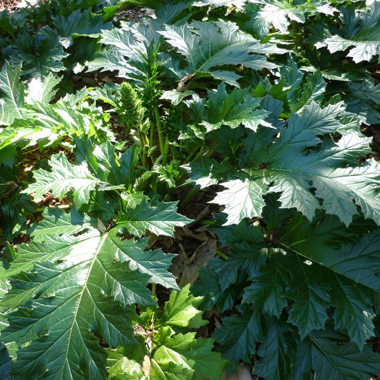 Image of Bear's Breeches or Oyster Plant