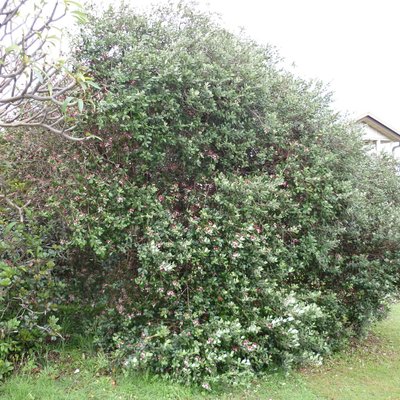 Image of Feijoa or Pineapple Guava