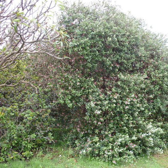 Image of Feijoa or Pineapple Guava