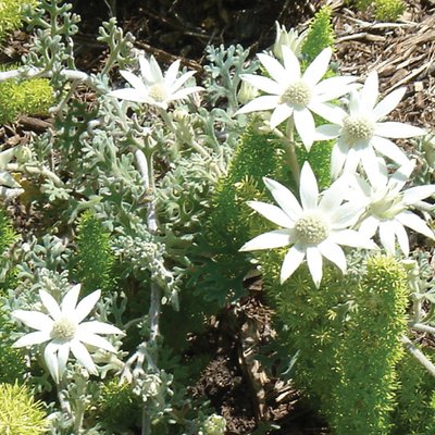 Image of Flannel Flower