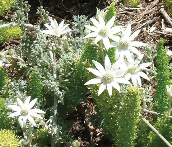 Image of Flannel Flower