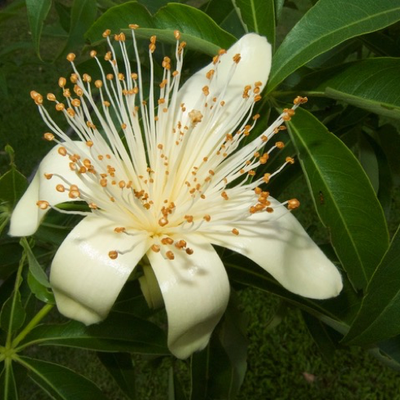 Image of Boab